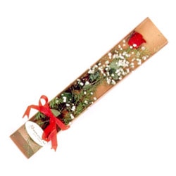 �a��rtan kutu i�inde 1 adet k�rm�z� g�l Ankara �i�ek yolla d�kkan�m�zdan